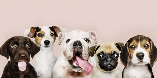 Group portrait of adorable puppies