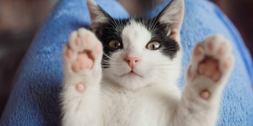 White cat lies on woman's knees